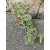   Aptenia cordifolia Variegata - Jegecske/Szívlevelű kristályvirág