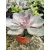 Amerikai kövirózsa - Echeveria Pearl von Nürnberg