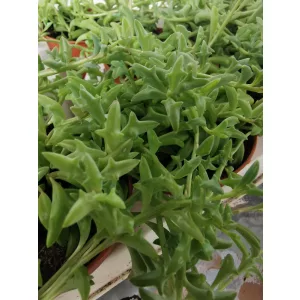 Delfinfüzér - Senecio peregrinus String of Dolphins
