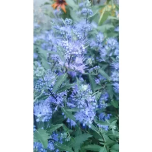 Caryopteris incana - Kékszakáll