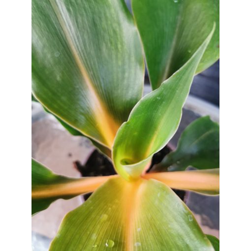 Narancsvulkán - Chlorophytum orchidastrum Green Orange