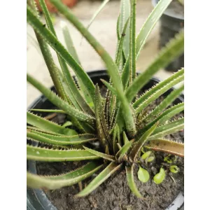 Aloe bellatula