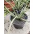 Aloe bellatula