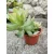 Senecio nussbaumerianum
