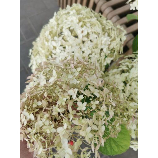 Hydrangea arborescens Marshmellow - Cserjés hortenzia