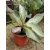 Kalanchoe sp.
