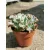 Echeveria shaviana