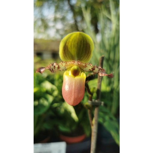 Papucsorchidea - Paphiopedilum Pinocchio