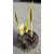 Fritillaria meleagris - Kockásliliom