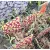 Achillea millefolium Credo - Cickafark