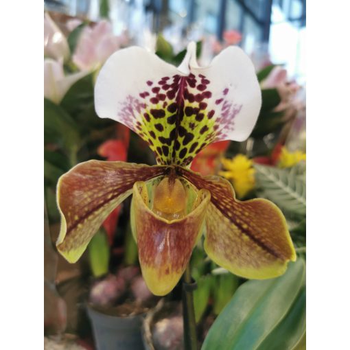 Papucsorchidea - Paphiopedilum USA HYBRID 1