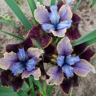 Nőszirom (Iris)