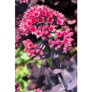 Sedum Mojave Jewels Ruby - Varjúháj