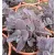 Sedum Mojave Jewels Ruby - Varjúháj