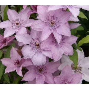 Clematis Hagley Hybrid - Klemátisz