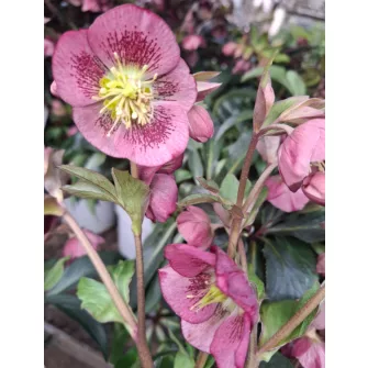 Hunyor (Helleborus)