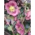 Hunyor (Helleborus)