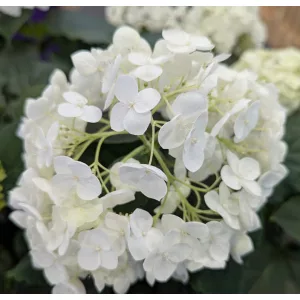 Hydrangea arborescens FlowerWow - Cserjés hortenzia
