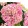 Hydrangea macrophylla Sweet Campino Pink Elite - Kerti hortenzia
