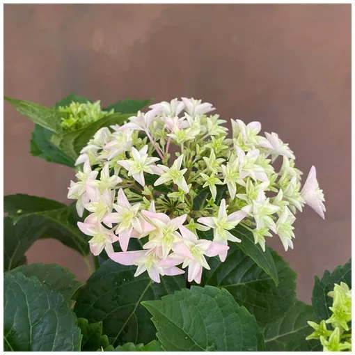 Hydrangea macrophylla Sweet Campino - Kerti hortenzia