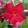 Mandevilla Rio Deep Red - Tölcsérjázmin
