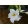 Mandevilla Rio White - Tölcsérjázmin
