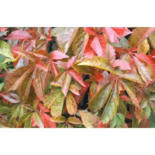 Parthenocissus quinquefolia - Tapadó vadszőlő