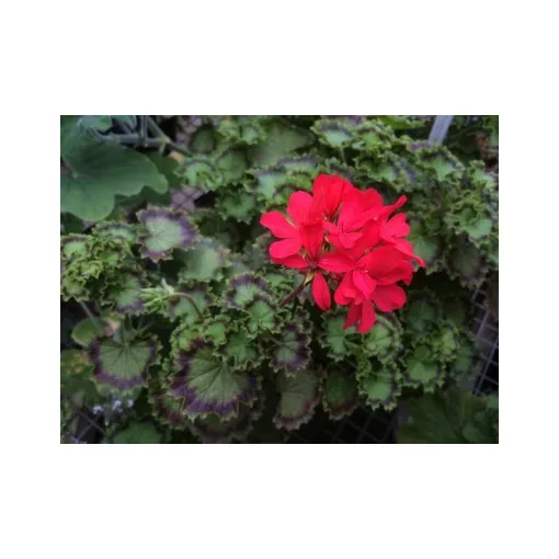 Pelargonium Leaf Distinction - Tarka levelű muskátli