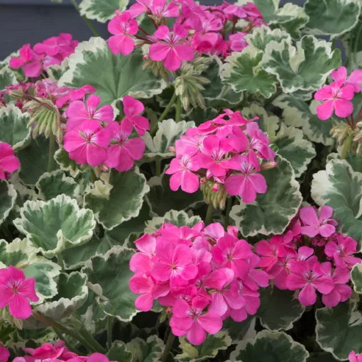 Pelargonium Leaf Madame Salleron - Tarka levelű muskátli