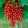 Ribes rubrum Jonkheer van Tets - Piros ribizli