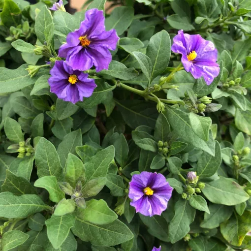 Solanum rantonetti Blue Fountain - Enciánfa (törzses)
