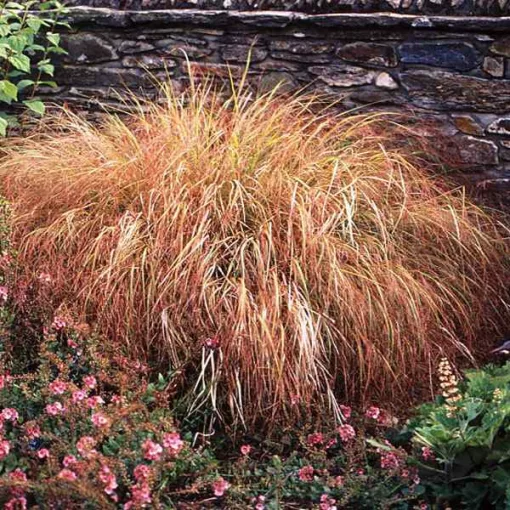 Stipa arundinacea Pheasant - Új-zélandi szélfű