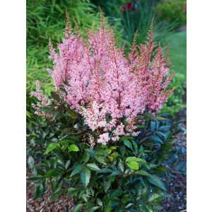 Astilbe x rosea Smile at Me - Tollbuga
