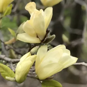 Magnolia Yellow Lantern - Magnólia (p17)