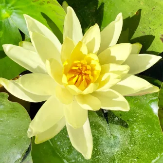 Tavirózsa (Nymphaea)