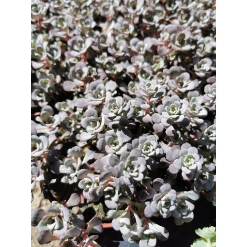 Piros kanállevelű varjúháj - Sedum spathulifolium Purpureum
