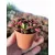 Annecampseros rufescens Sunrise