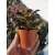 Aeonium arboreum Schwarzkopf