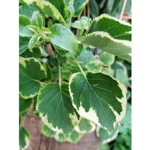 Kúszó hortenzia - Hydrangea anomala petiolaris Variegata