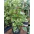 Kúszó hortenzia - Hydrangea anomala petiolaris Variegata