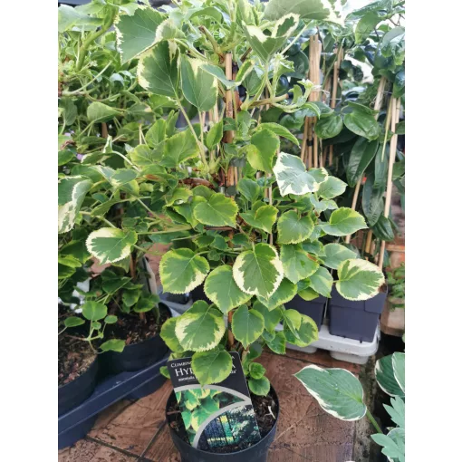 Kúszó hortenzia - Hydrangea anomala petiolaris Variegata