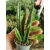 Dögvirág - Stapelia leendertziae
