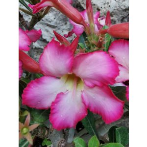Sivatagi rózsa - Adenium obesum