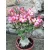 Sivatagi rózsa - Adenium obesum