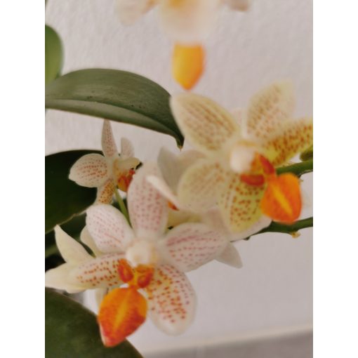 Phalaenopsis Minimark