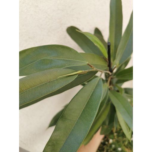 Hosszúlevelű fikusz - Ficus longifolia Amstel King