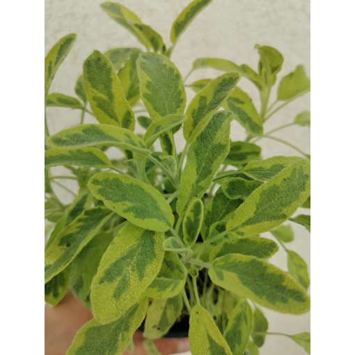 Orvosis zsálya - Salvia officinalis Goldblatt