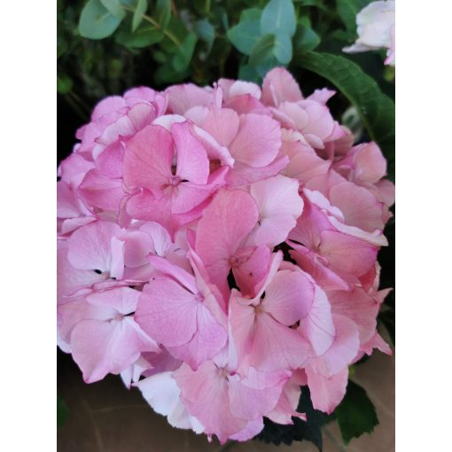 Kerti hortenzia - Hydrangea macrophylla Endless Summer Pink