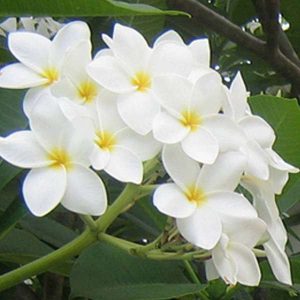 Hawaii rózsa - Plumeria rubra White