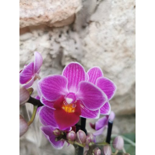 Phalaenopsis mini 3